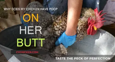 Chicken Poop: Why Does It Stick to Her Butt?