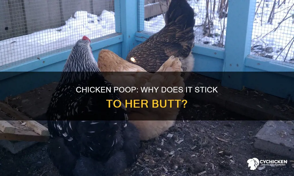 why does my chicken have poop on her butt
