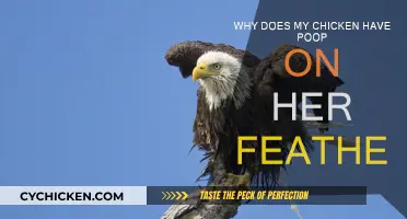 Chicken Poop Plight: Feathers' Foul Mystery