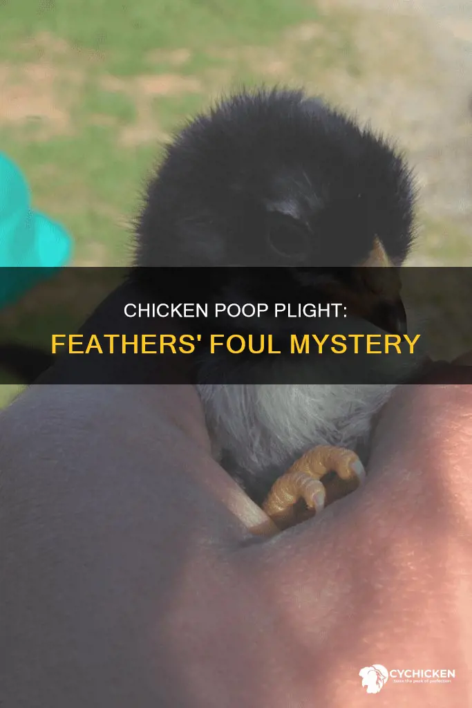why does my chicken have poop on her feathers