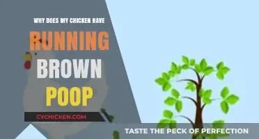 Why Is My Chicken's Poop Brown and Runny? Causes Explained