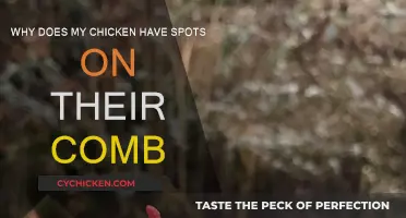 Spotted Combs: What's Wrong with My Chicken?