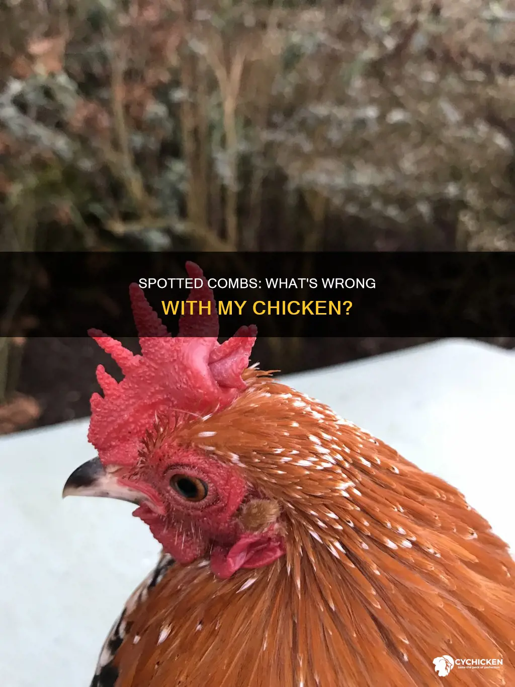 why does my chicken have spots on their comb
