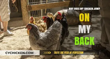 Why Does My Chicken Jump on My Back? Understanding Their Behavior