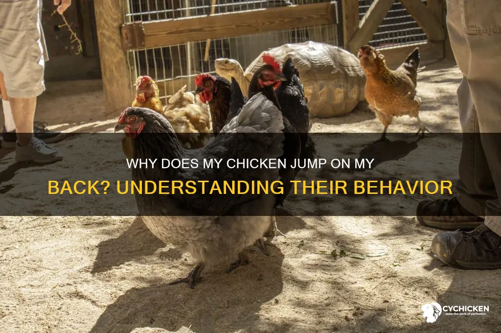 why does my chicken jump on my back