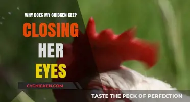 Why Does My Chicken Keep Closing Her Eyes? Causes and Solutions