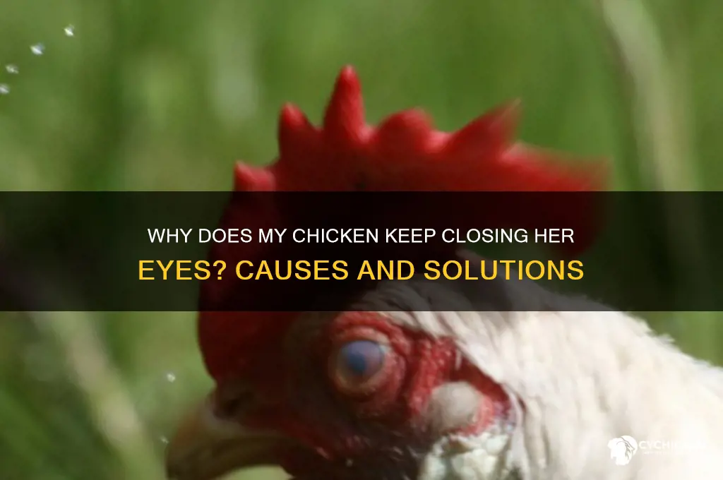 why does my chicken keep closing her eyes