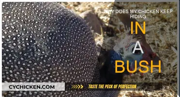 Where's My Chicken? The Bush Hiding Mystery