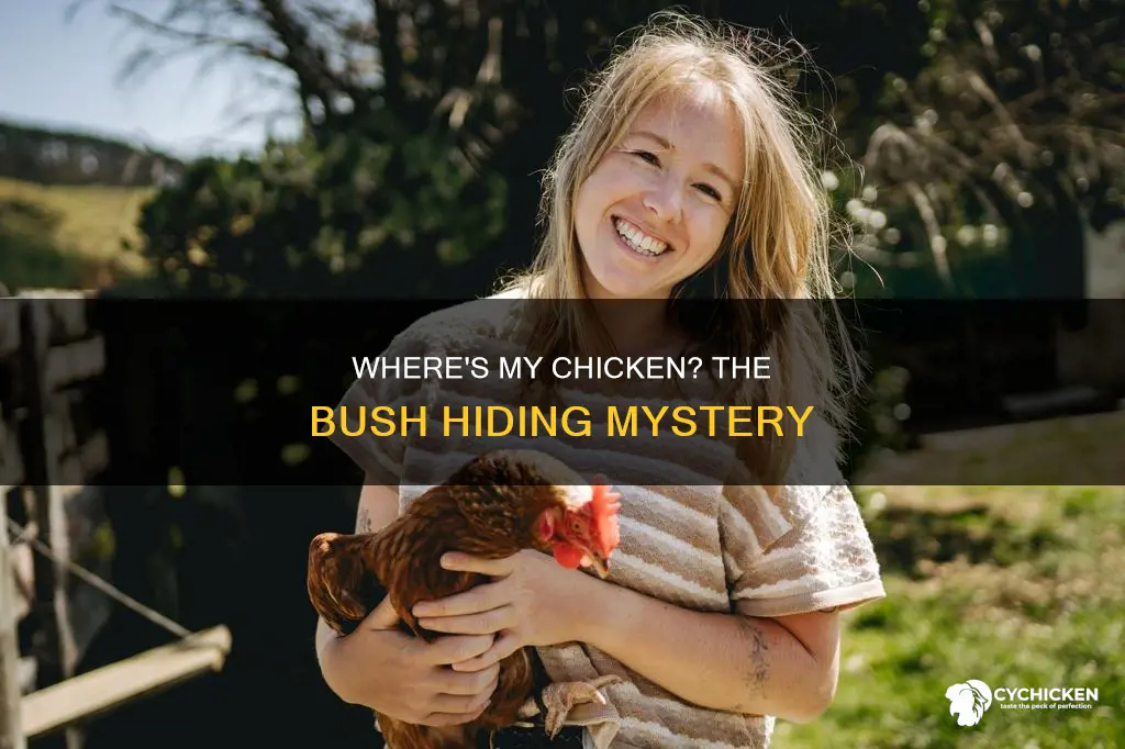why does my chicken keep hiding in a bush