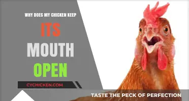 Why Does My Chicken Keep Its Mouth Open? Causes and Solutions