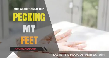 Why Your Chicken Pecks Your Feet: Causes and Solutions