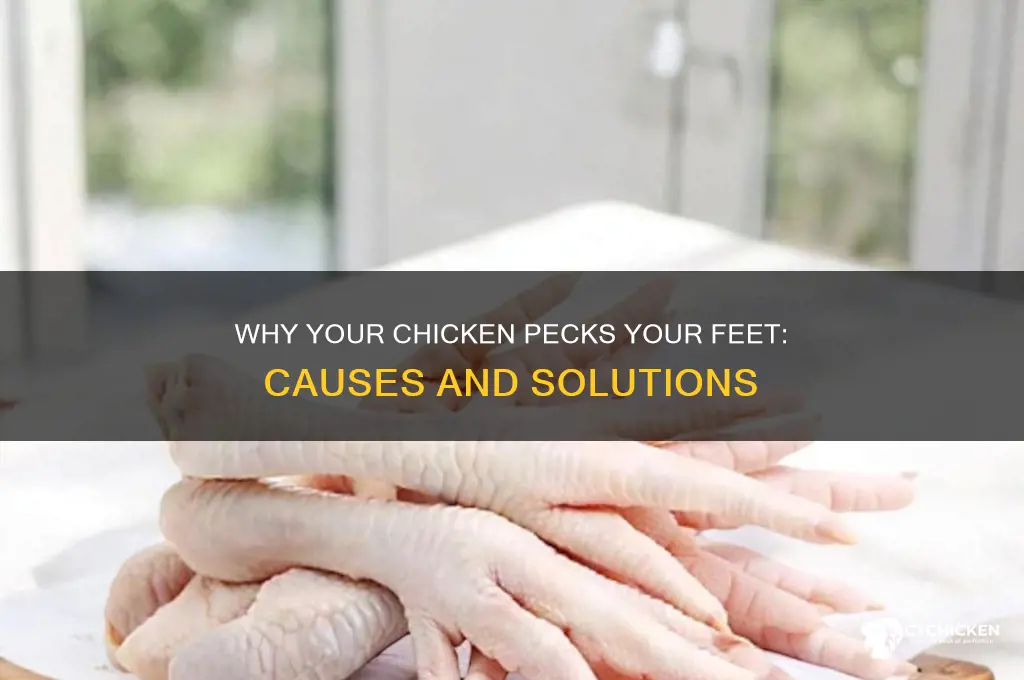 why does my chicken keep pecking my feet