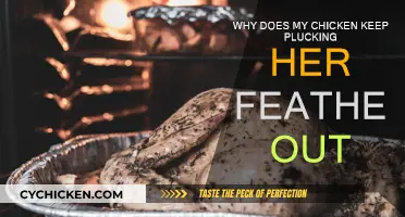 Chicken Feather Plucking: Why It Happens and How to Stop It