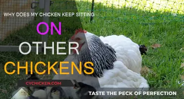 How to Stop Your Chicken from Being a Bully