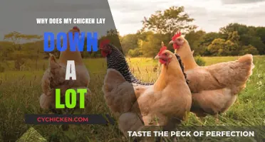 Why Does My Chicken Lay Down a Lot? Understanding Causes and Solutions