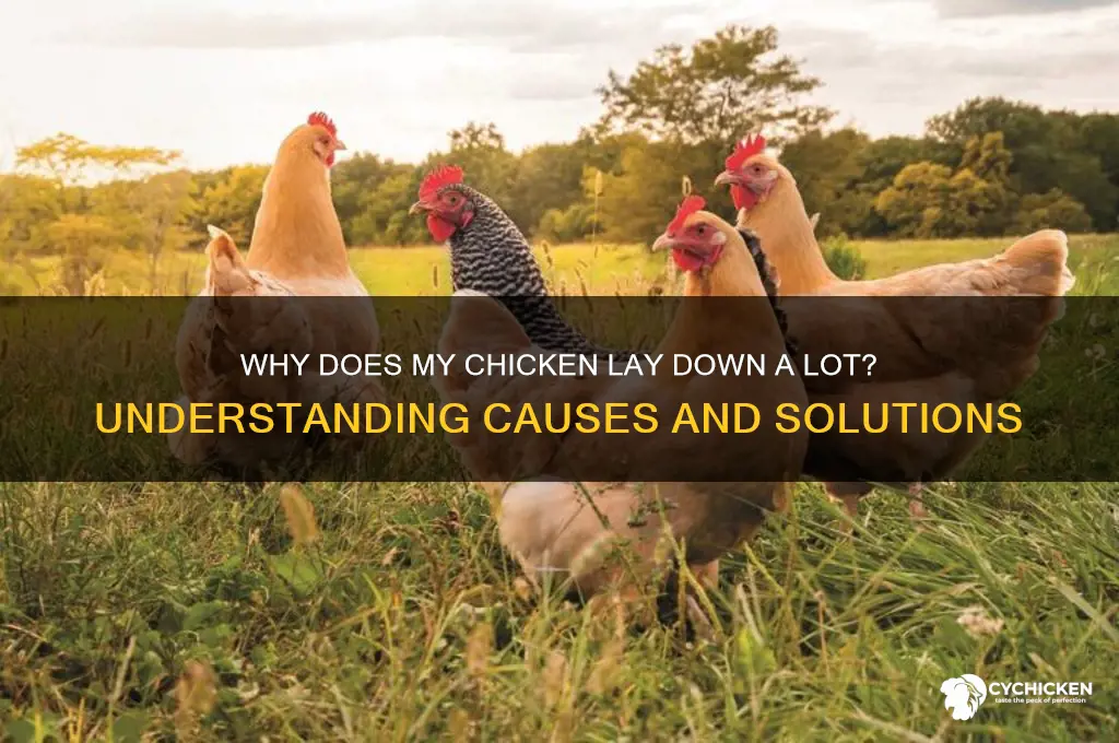 why does my chicken lay down a lot