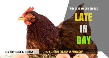 Why Chickens Lay Eggs Late in the Day: Causes and Solutions