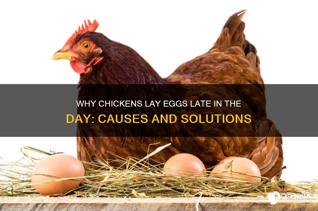 why does my chicken lay late in day