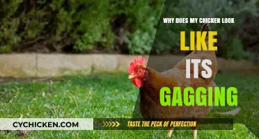Is Your Chicken Gagging? Understanding Poultry Respiratory Issues