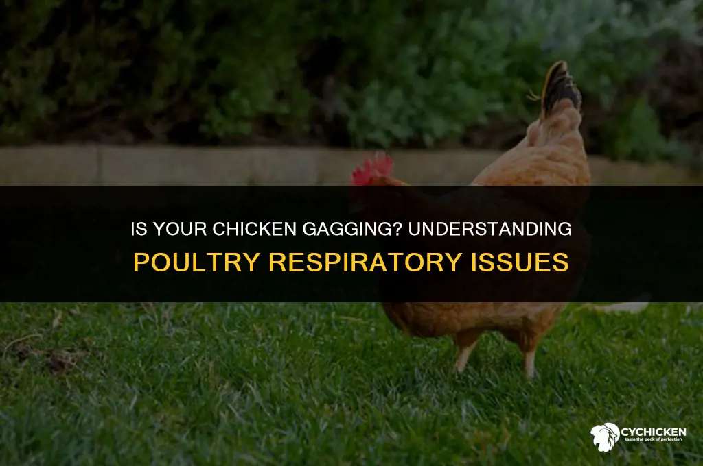 why does my chicken look like its gagging