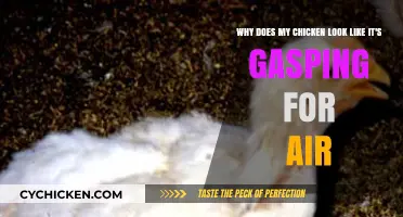 Is Your Chicken Gasping? Signs and Solutions for Poultry Breathing Issues