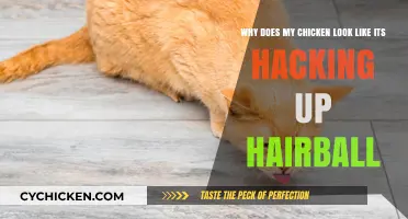 Why Your Chicken Might Look Like It's Hacking Up a Hairball