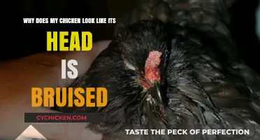 Is Your Chicken Okay? Understanding Those Pesky Head Bruises