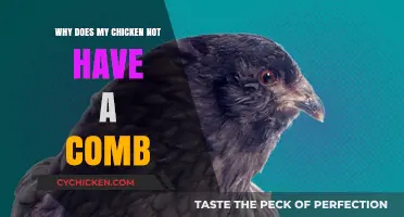 Why Does My Chicken Lack a Comb? Understanding the Reasons