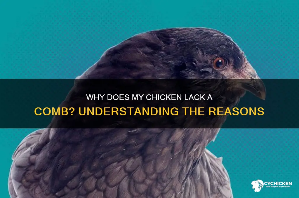 why does my chicken not have a comb