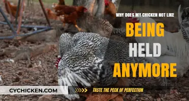 Why Your Chicken's Affection Has Gone Astray: A Guide