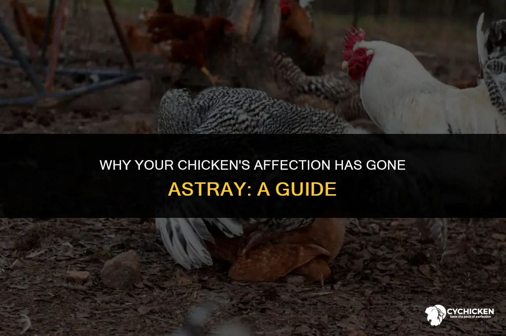 why does my chicken not like being held anymore