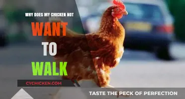 Why Your Chicken Refuses to Walk: Causes and Solutions
