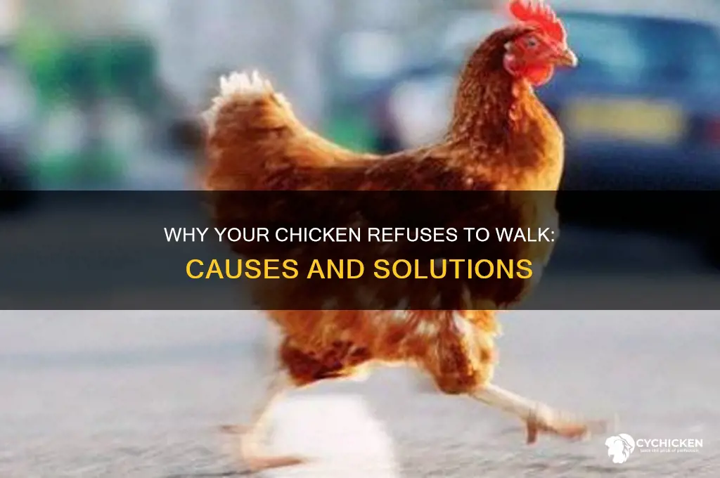 why does my chicken not want to walk