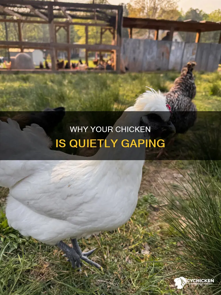 why does my chicken open her mouth without making noise