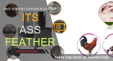 Chicken Plucking: Why Do They Go for Back Feathers?