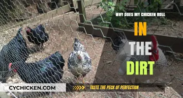 Why Chickens Roll in Dirt: Understanding This Natural Behavior