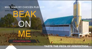 Understanding Your Chicken's Beak Rubbing Behaviour