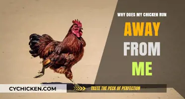 Understanding Why Your Chicken Runs Away: Tips and Insights