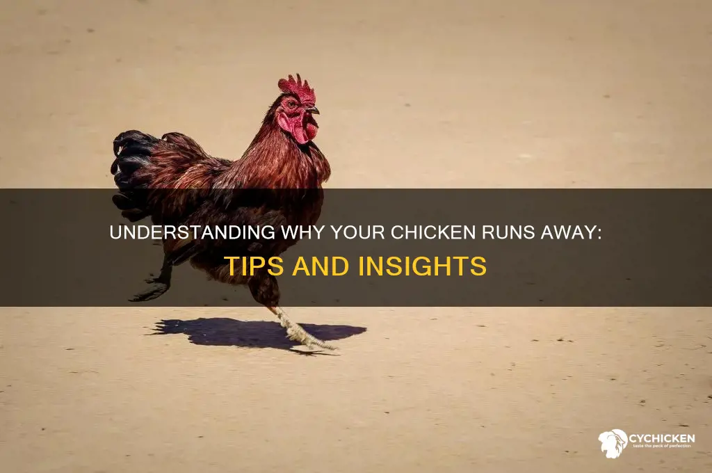 why does my chicken run away from me