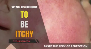 Itchy Chicken? Causes, Solutions, and Preventive Measures for Poultry Owners