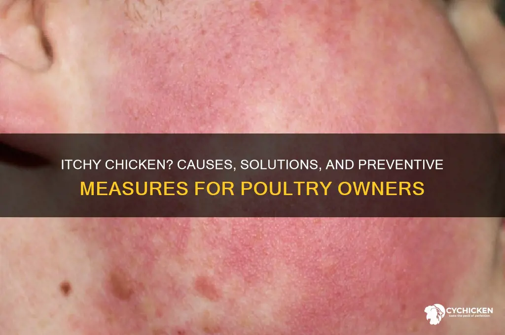 why does my chicken seem to be itchy