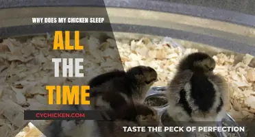 Why Does My Chicken Sleep So Much? Understanding Their Rest Patterns