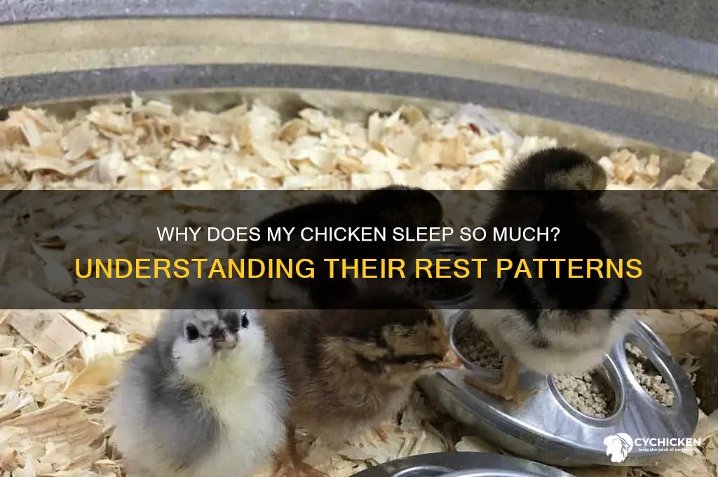 why does my chicken sleep all the time