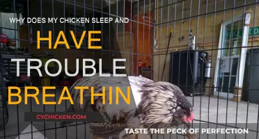 Chicken Sleep Apnea: What You Need to Know