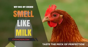 Why Your Chicken Might Smell Like Milk: Causes and Solutions