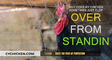 Standing Chickens Flop Over: Why?