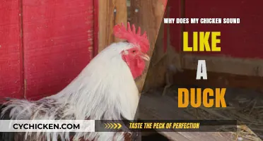 Why Does My Chicken Sound Like a Duck?
