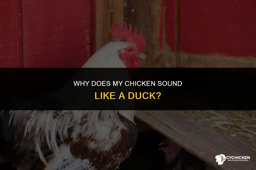 why does my chicken sound like a duck