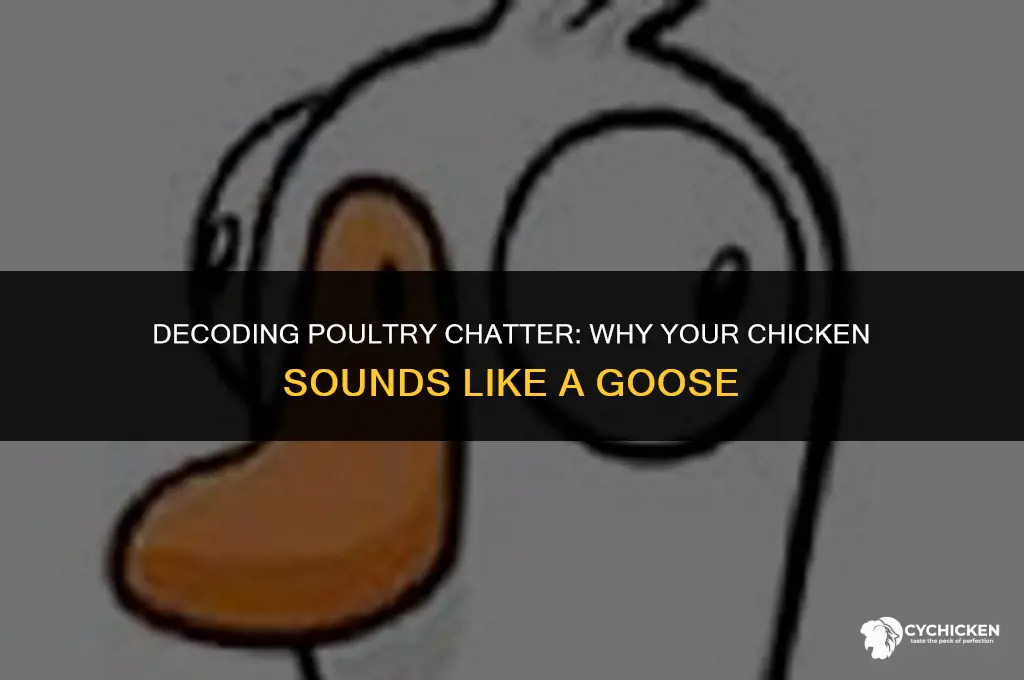 why does my chicken sound like a goose