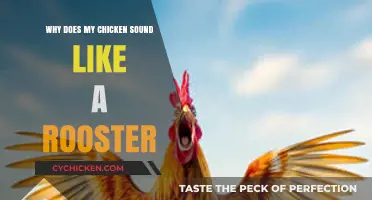 Cluck or Crow? Understanding Your Chicken's Rooster-like Sounds